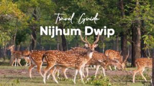 Going to Nijhum Dwip, Resorts and Hotels – A Complete Travel Guide