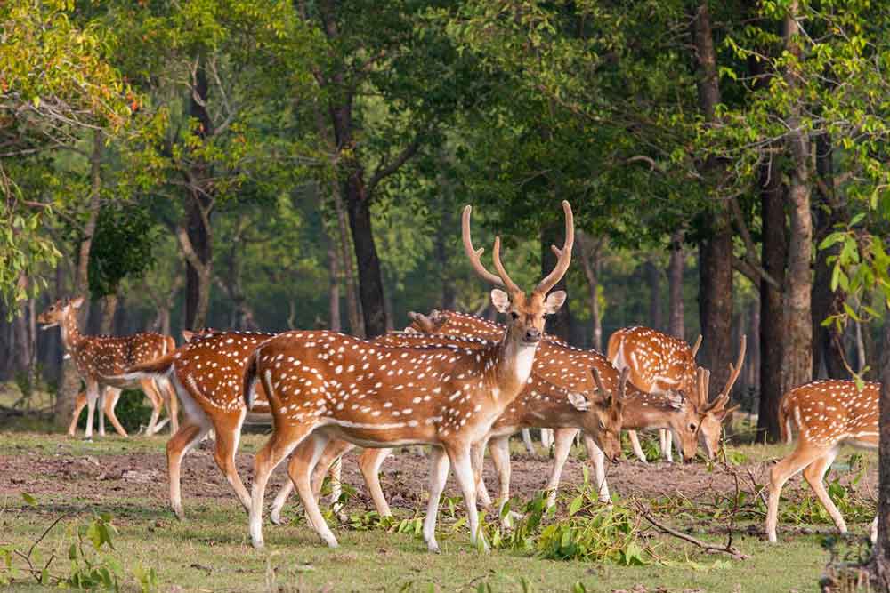 Nijhum dwip deer